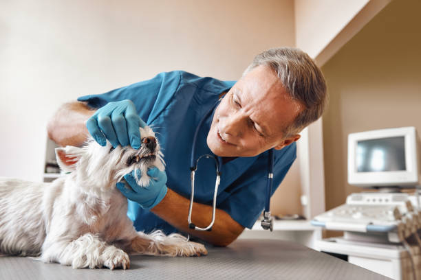 Best Emergency Dental Care for Broken or Chipped Teeth in Barry, IL